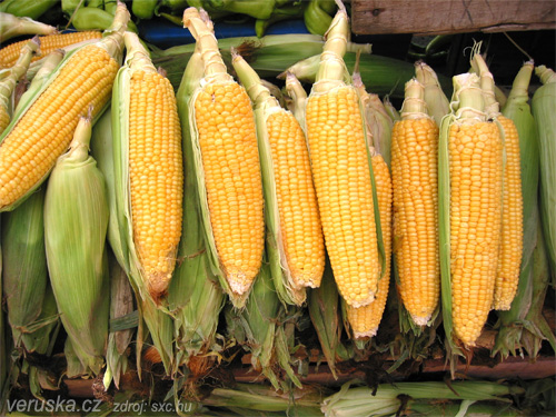 Kukuřice klasy, zdroj: sxc.hu