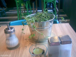 Starsano - bylinky na stole